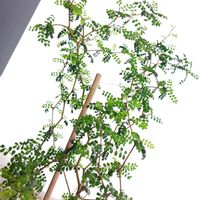 ソフォラリトルベイビー,観葉植物,グリーンのある暮らし,わが家の観葉植物❢,植物のある暮らしの画像