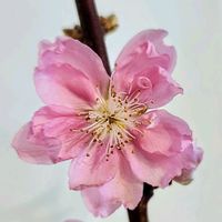 モモ,桃の花,切り花,リビング,ひなまつりの画像