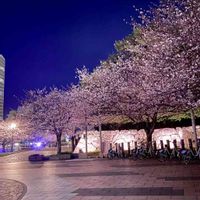 モモ,自転車,光と影,SAKURA,桃色の画像