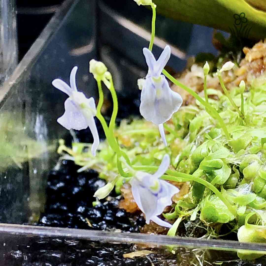 ウサギゴケの投稿画像 by 苔草花さん｜ウトリクラリア・サンダーソニー