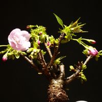 一才桜,一才桜 旭山,お花,ひなまつり,接写の画像
