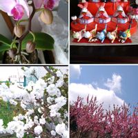 桃の花,リビング,桃の節句,ひな祭り,今日のお花の画像