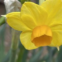 スイセン,キブサスイセン,花壇,ガーデニング,山野草の画像