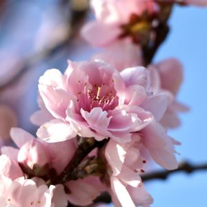 ハナモモ,手作り雑貨,桃の節句,今日のお花,おひなさまの画像