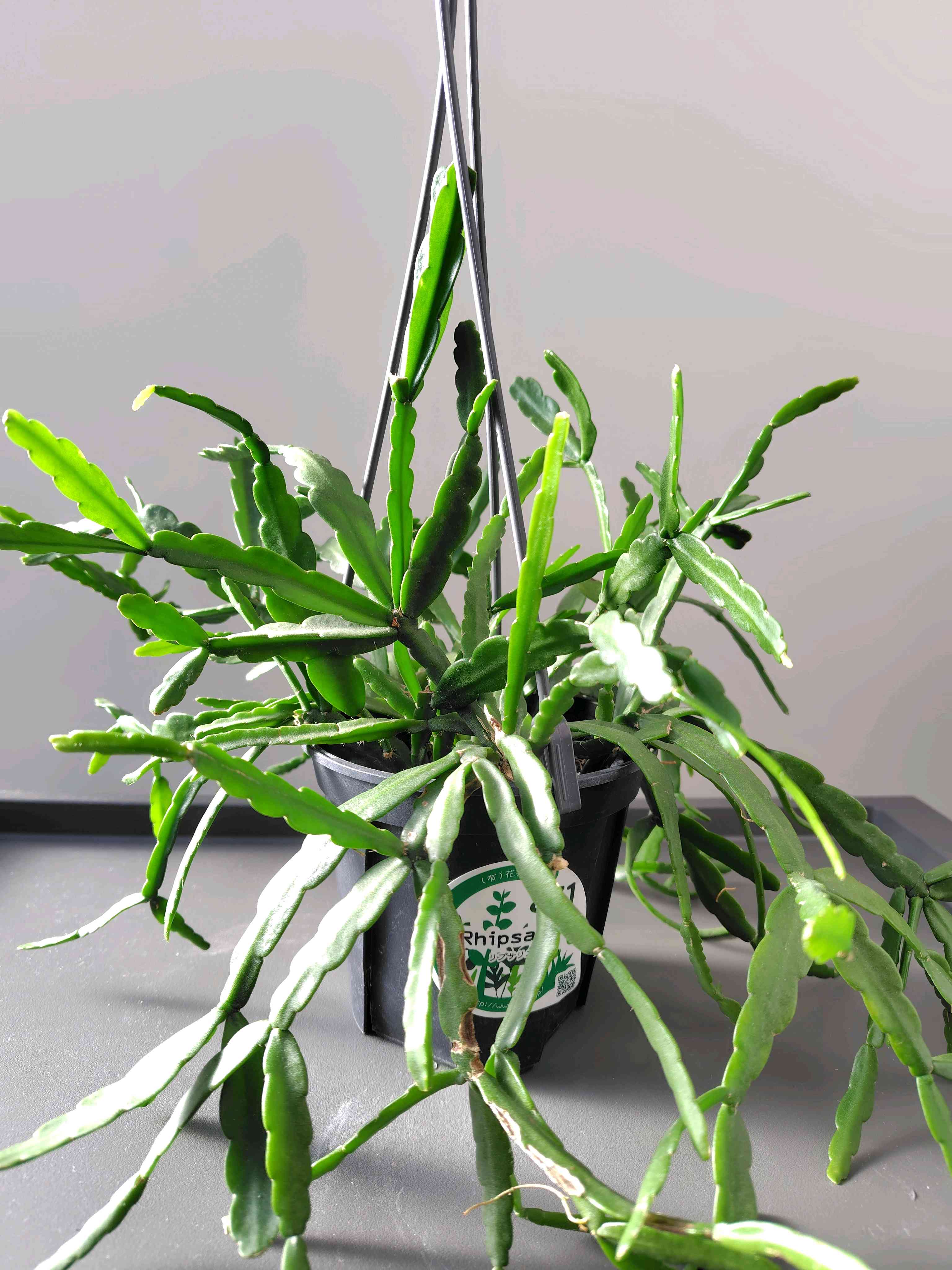 品種不明のリプサリスを考察してみる｜?GreenSnap（グリーンスナップ）