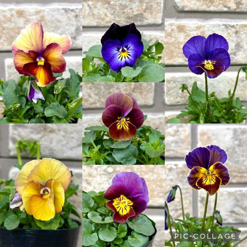 パンジー、ビオラの種まき 2023秋～2024春｜🍀GreenSnap（グリーン