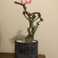 アデニウム,塊根植物,初めての花♡の画像
