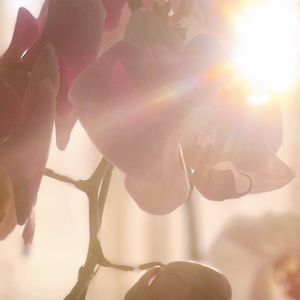 胡蝶蘭,観葉植物,リビング,癒し,パープルの画像