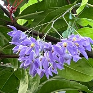 ルリイロツルナス,ソラナム・シーフォーシアヌム,青い花,ナス科,有毒植物の画像