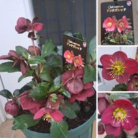 クリスマスローズ,フェイジョア,フェイジョア,クリスマスローズ・アンナズレッド,クリスマスローズ・アンナズレッドの画像