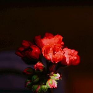 さくらベゴニア(根茎性ベゴニア・クラシカウリス),ゼラニウム(チューリップ咲き),階段/廊下の画像