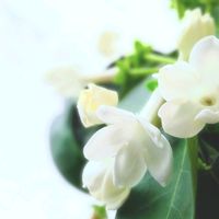 ジャスミン,マダガスカルジャスミン,白い花,かわいい♡,今日のお花の画像