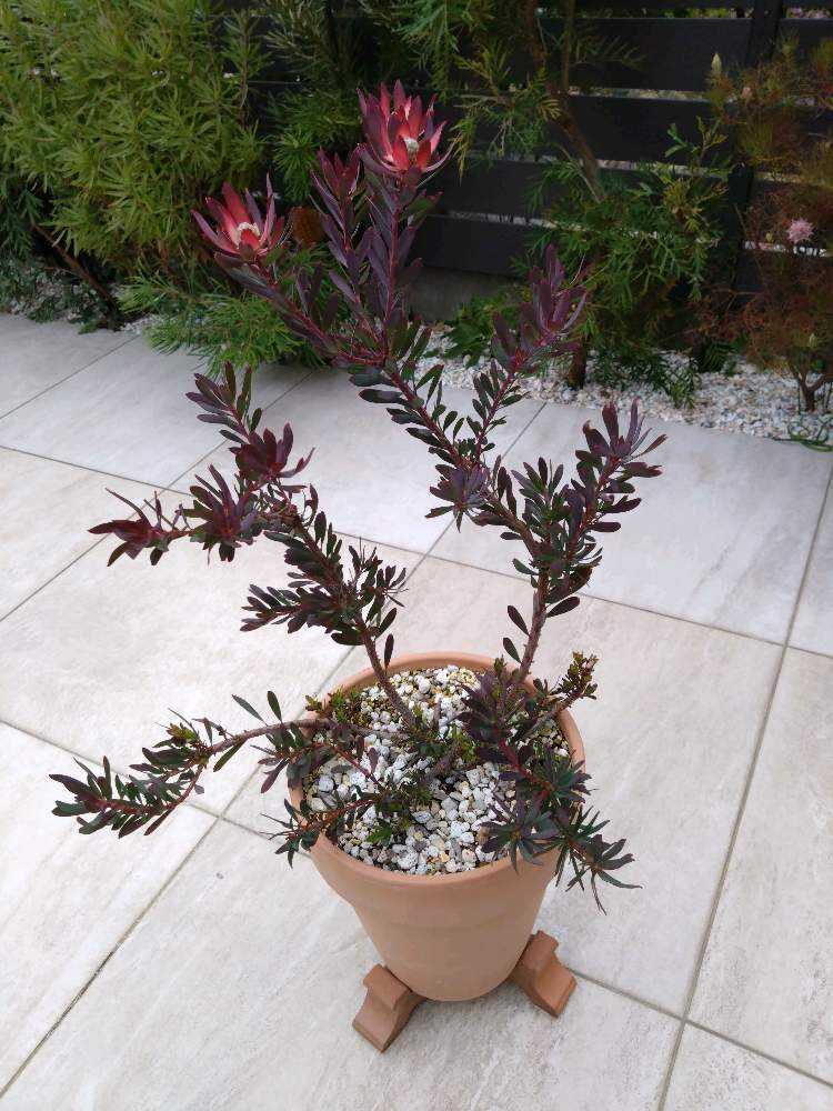 リューカデンドロン デビルズブラッシュ｜🍀GreenSnap（グリーンスナップ）