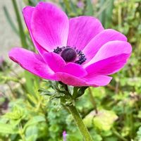 アネモネ,風の花,キンポウゲ科,花壇の花,濃いピンク色の画像