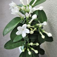 ジャスミン,マダガスカルジャスミン,白花,今日の花,芳香の画像
