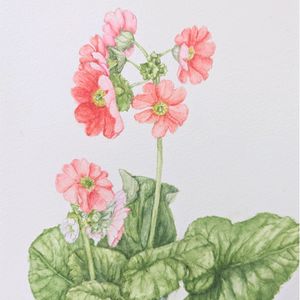 プリムラオブコニカ,ポット苗,植物画,透明水彩画,F2号の画像