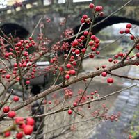 ウメモドキ,赤い実が可愛い,花菖蒲水際緑地公園,目鏡橋,ー群の石橋の画像
