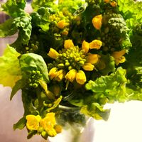 菜の花,ナノハナ,菜花のからし和え,菜の花の辛子和え,春野菜の画像
