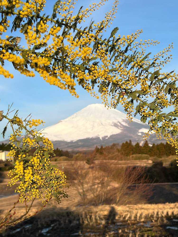 3月の富士山と麓の景色｜🍀GreenSnap（グリーンスナップ）