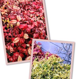 コニファー,オタフクナンテン,フィリフェラオーレア,葉っぱ,かわいいな♡の画像