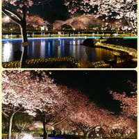 河津桜,河津桜,しだれ梅,ピンクのお花,水辺の水曜日の画像
