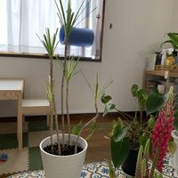 ドラセナ・コンシンネ,ドラセナ・コンシンネ・レインボー,観葉植物,サンルームの画像
