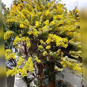 ミモザ,シンボルツリー,緑のある暮らし,おうち園芸の画像