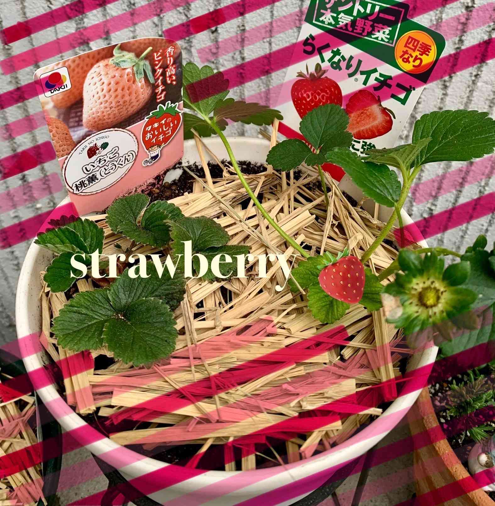 農家直送　とちおとめ　大粒いちご苗　100株セット 農家直送 とちおとめ 大粒いちご苗 100株セット