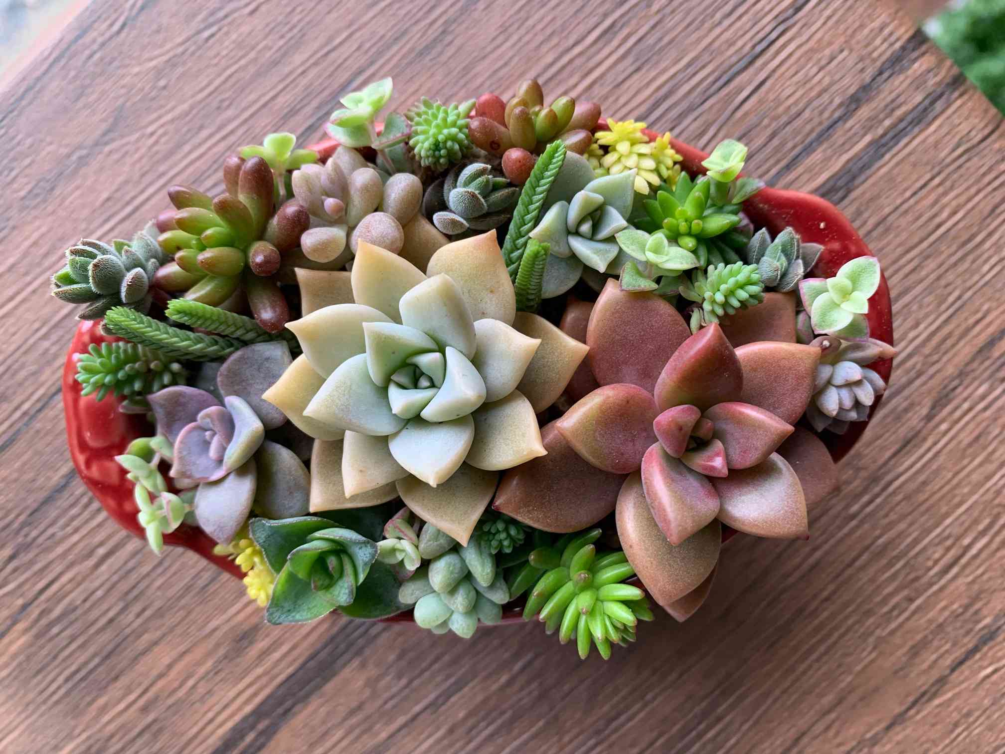 多肉のちまちま寄せを作ってみよう！｜🍀GreenSnap（グリーンスナップ）