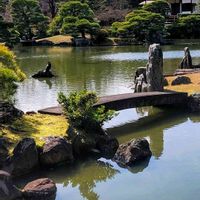 アセビ,ウメ,マツ,馬酔木(アセビ）,桂離宮の画像