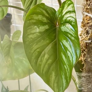 モスポール,フィロデンドロン プロウマニー,熱帯植物,新葉,ジャングル化計画の画像