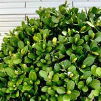 ブルーアイス,ボックスウッド,コニファー ブルーアイス,ウィンティー・ライムグリーン,ボックスウッド(西洋ツゲ）の画像