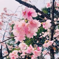 淡雪,河津桜,河津桜,卒業シーズン,さくら 桜 サクラの画像
