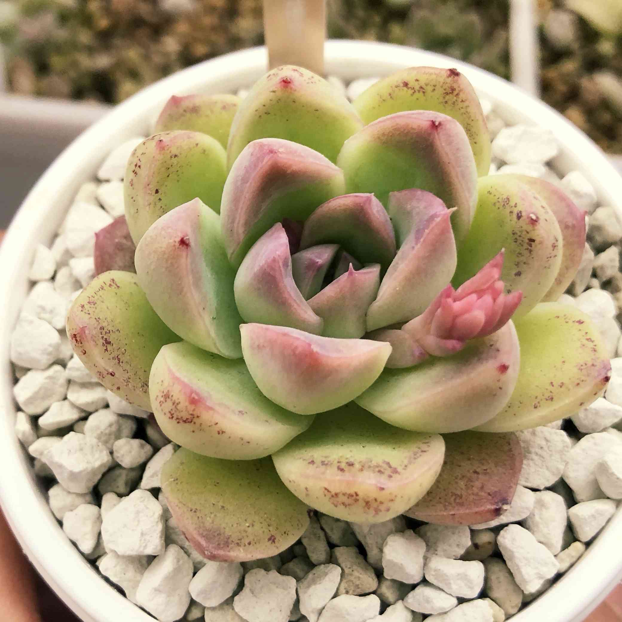 多肉アンさん苗の一覧｜🍀GreenSnap（グリーンスナップ）