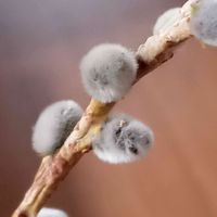 ネコヤナギ,これは何だろうなぁ。。,金曜日の蕾たち,東北人花の会,チーム魔女っ子の画像