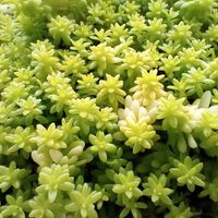 セダム,セダム 黄金細葉万年草,ベランダ多肉,たくさん増えた！,黄金細葉万年草_monの画像