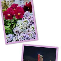 パンジー,スイートアリッサム ,神戸ポートタワー,神戸海洋博物館,帆船みらいへ.の画像