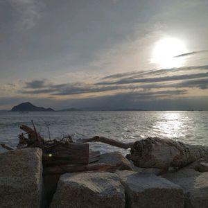 流木,日の出,伊良湖岬,恋路が浜,ゆうひを浴びての画像