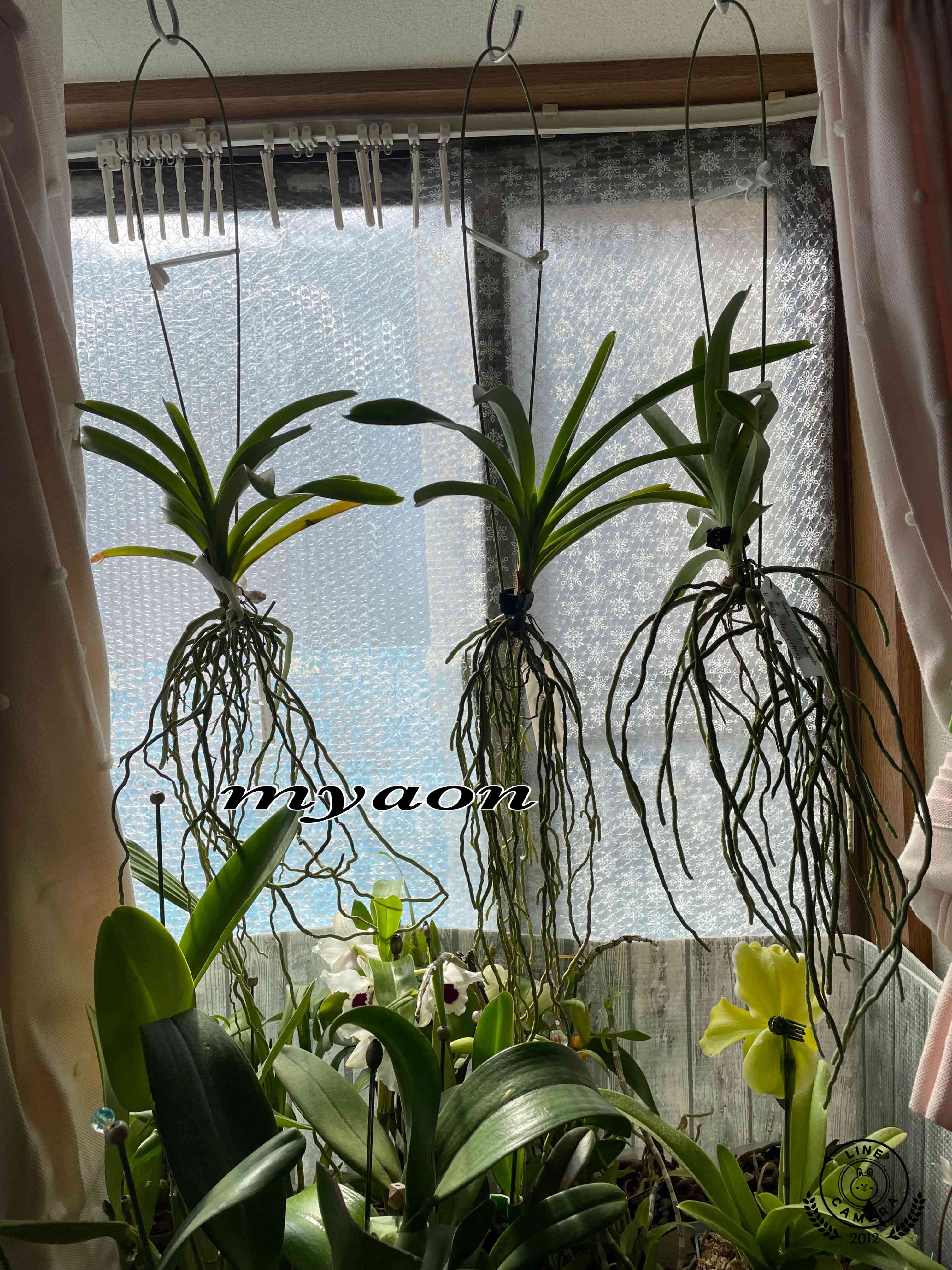 バンダの投稿画像 by myaonさん｜花のある暮らしと植中毒とにやにやが