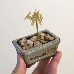 イロハモミジ,イロハモミジ,小品盆栽の画像