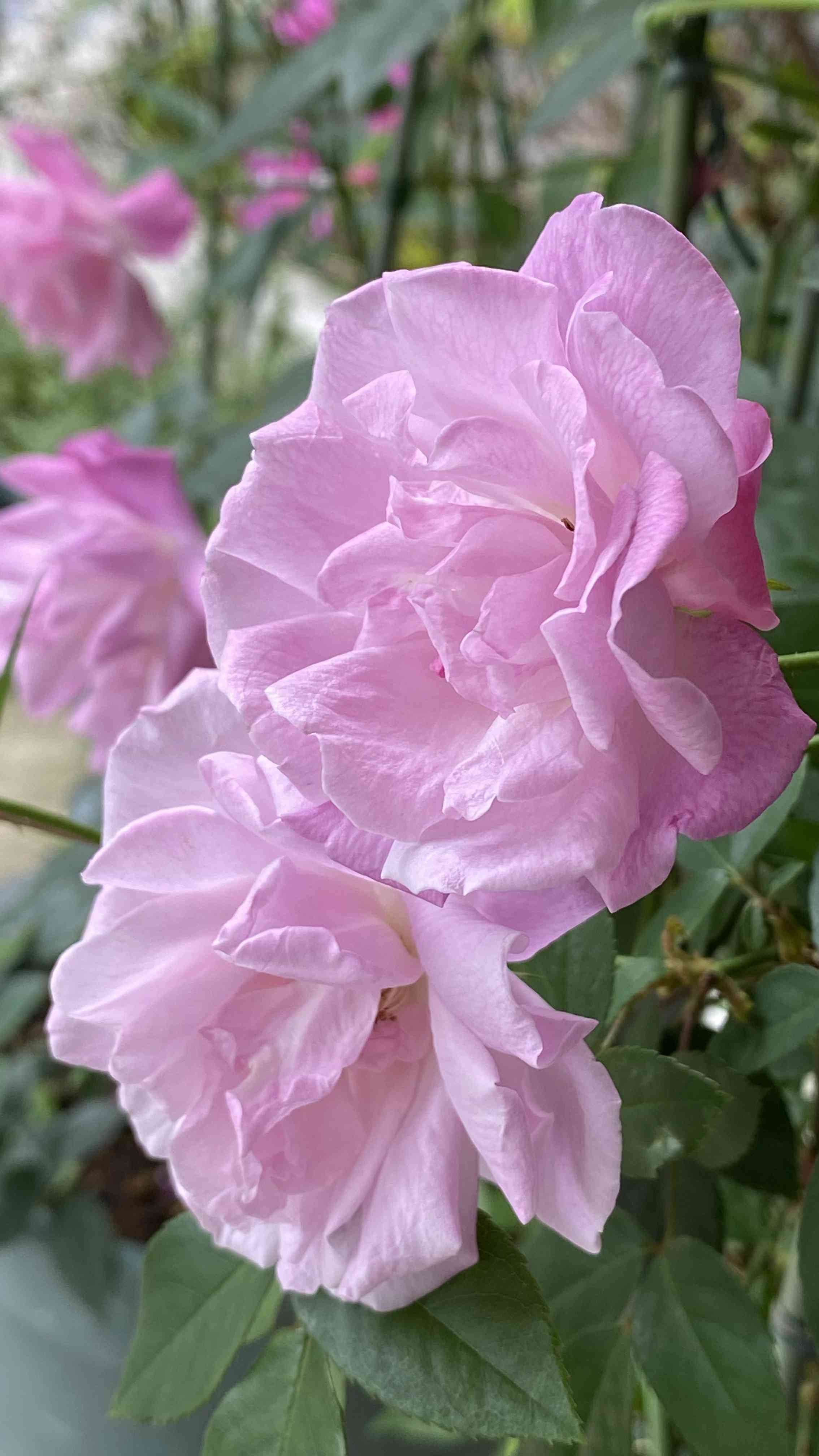 バラの投稿画像 by みっちゃんさん｜小さな庭と鉢植えと地植えと可愛い