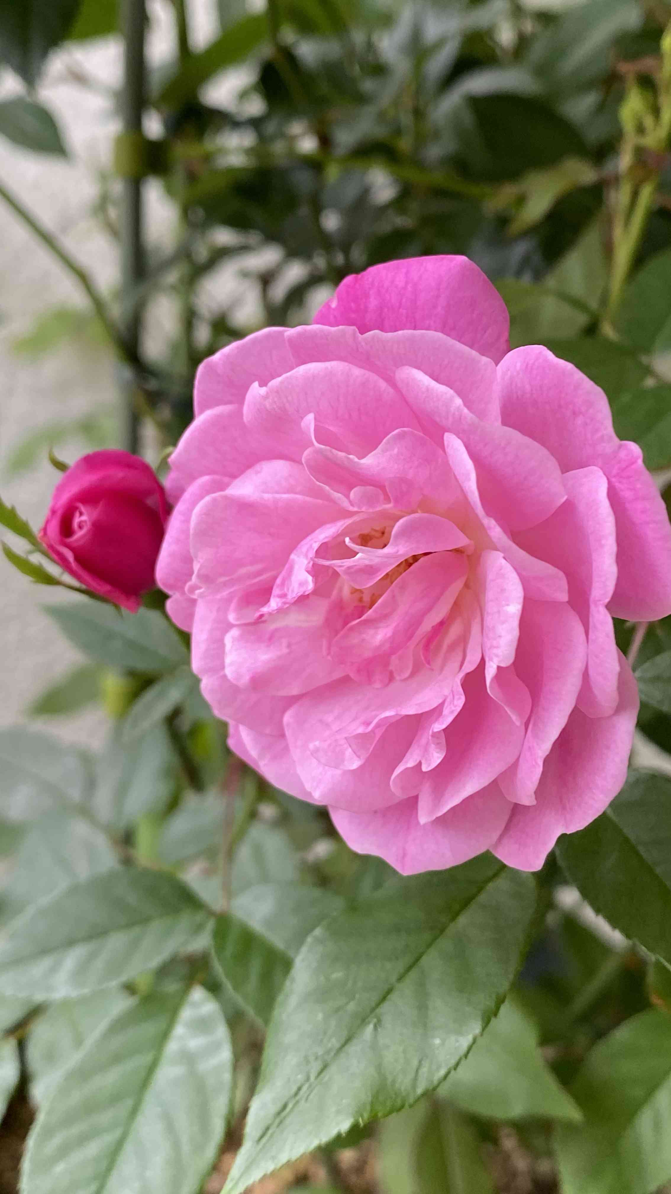 バラの投稿画像 by みっちゃんさん｜小さな庭と鉢植えと地植えと可愛い