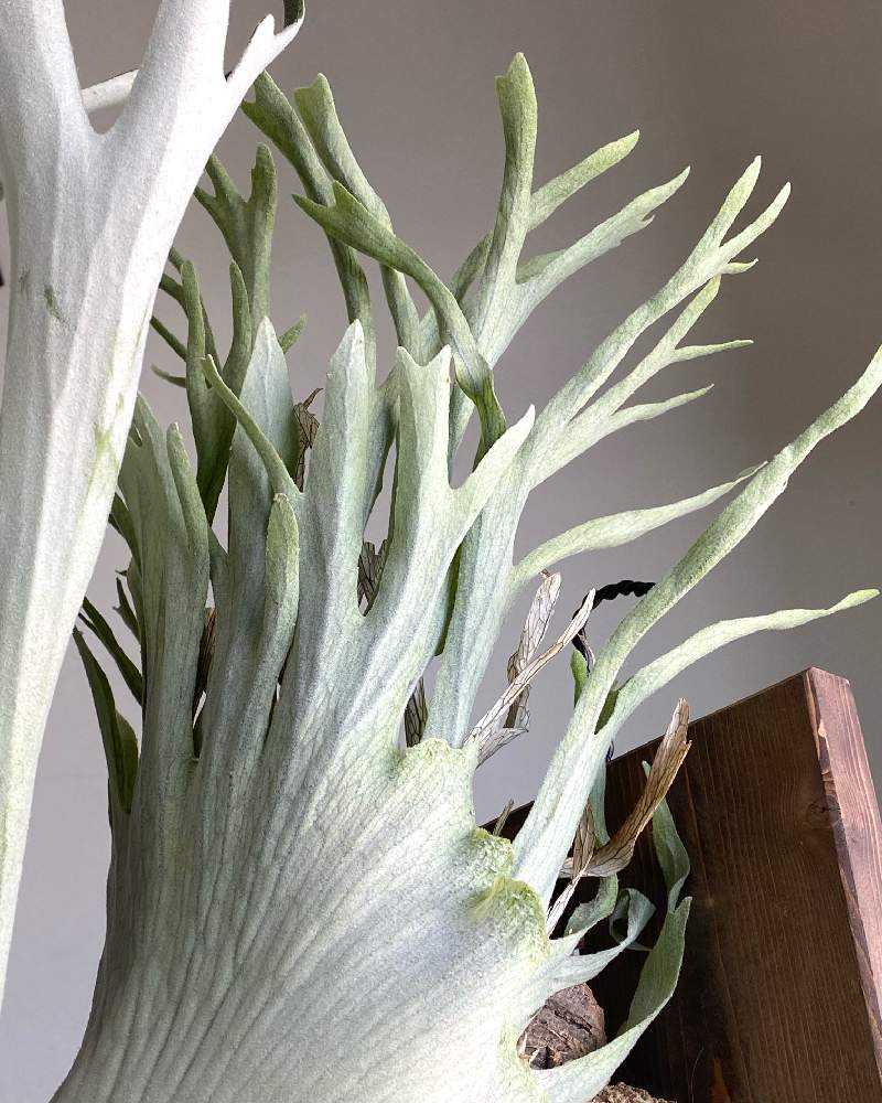 P. veitchii wild (pup) 成長記録 2025.12.10｜🍀GreenSnap（グリーン