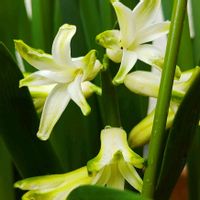 ヒヤシンス,ヒヤシンス,botanical life,植物がある暮らし,こまりねこ ヒヤシンスの画像