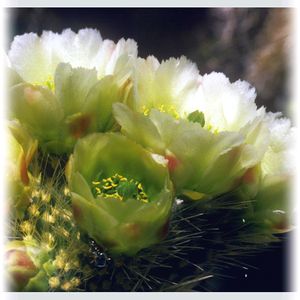 サボテン,サボテンの花の画像