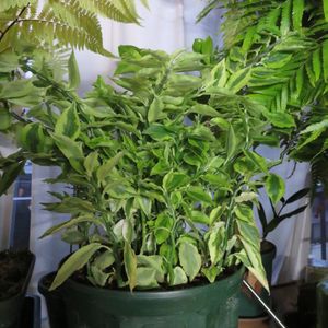 ダイギンリュウ,大銀龍,観葉植物,インテリアグリーン,珍奇植物の画像