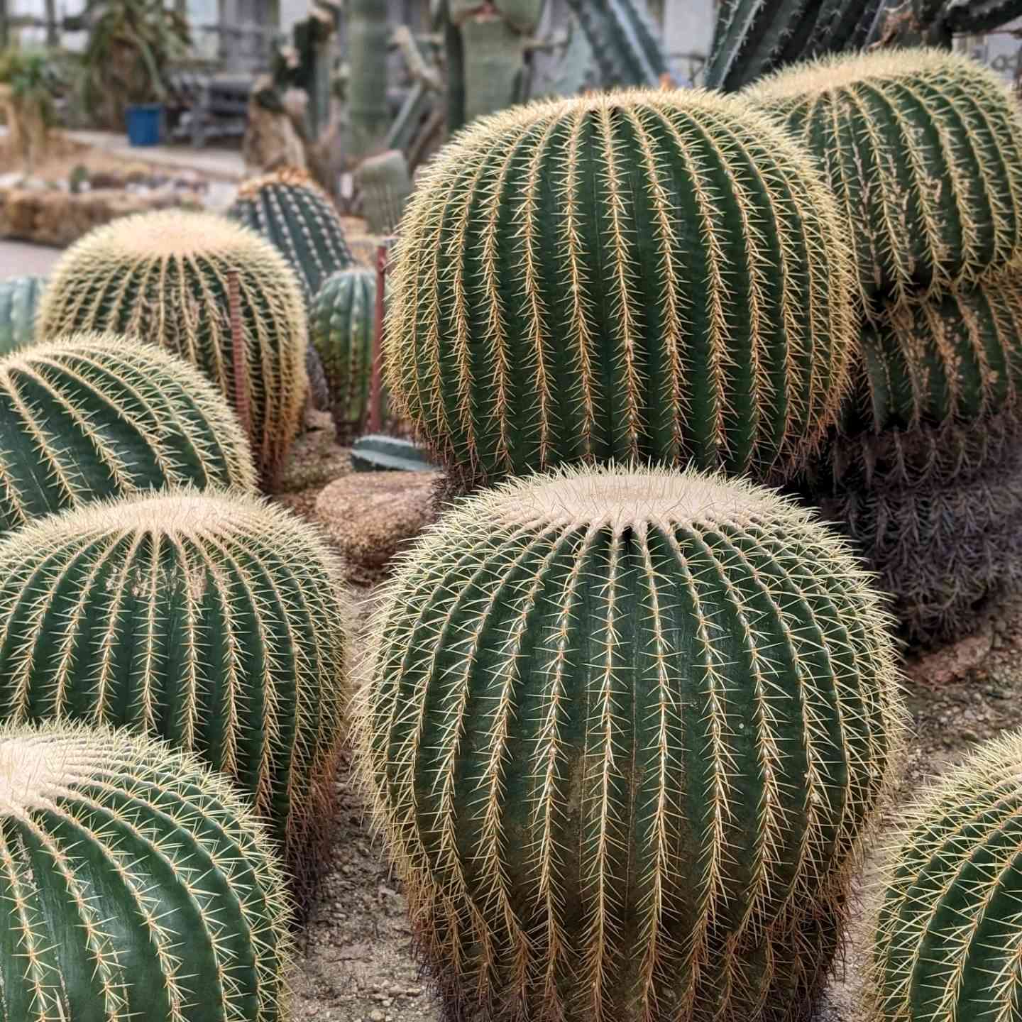 サボテン3点セット　金鯱　王冠竜　日の出丸 楽天市場】サボテンの王様 金鯱 3鉢セット 3号 4号 5号入り 観葉植物