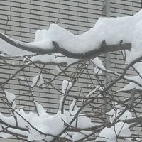 カーネーション,柿の木,北海道の庭,雪の日の朝の画像