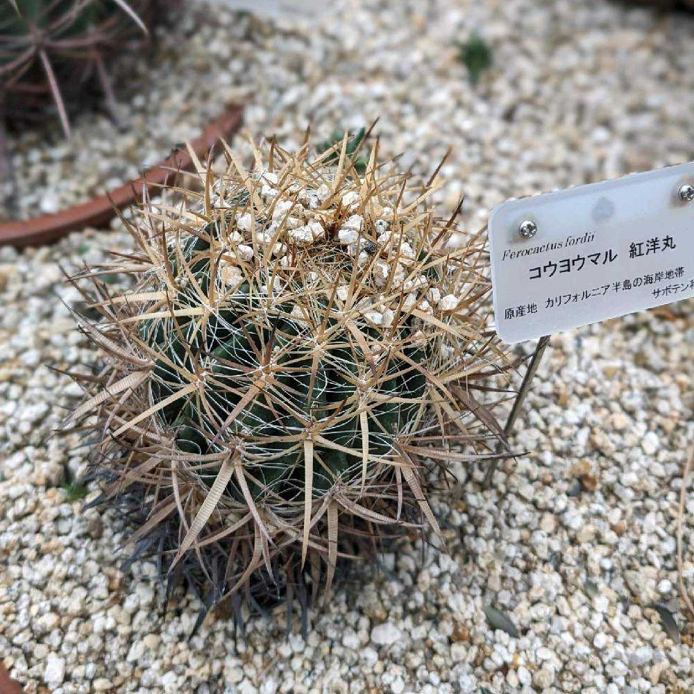 フェロカクタス 金鯱サボテン サボテンの王様 （京都府立植物園の 