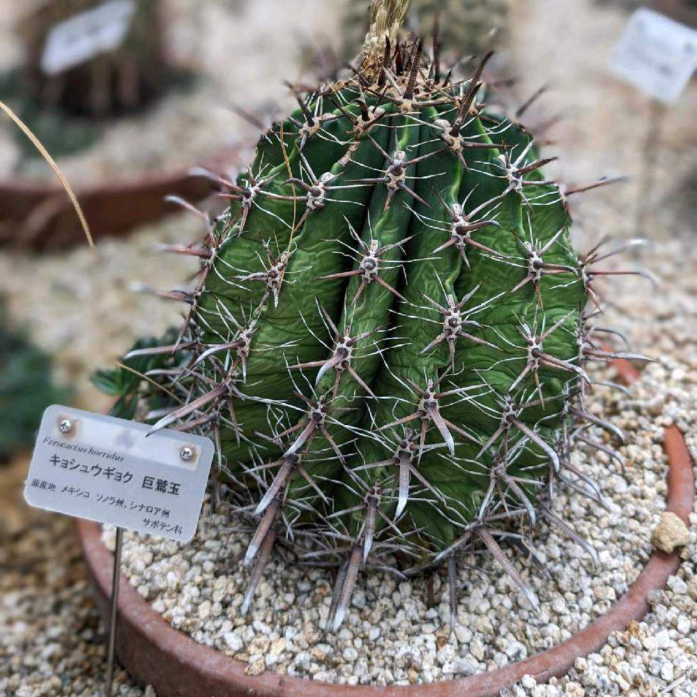 京都府立植物園のサボテンたち＆うちの子の比較😋｜🍀GreenSnap